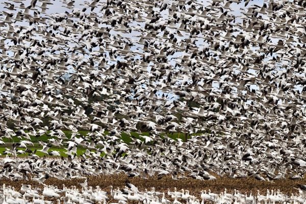 Wall of Snow Geese thumbnail