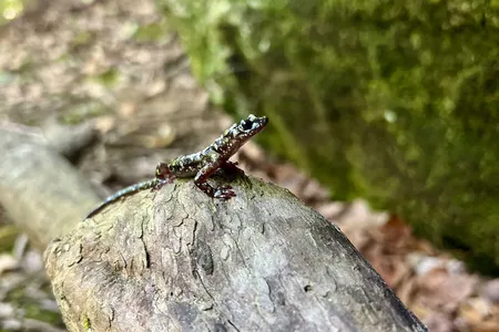 A Hickory Nut Gorge green salamander rests on a log.