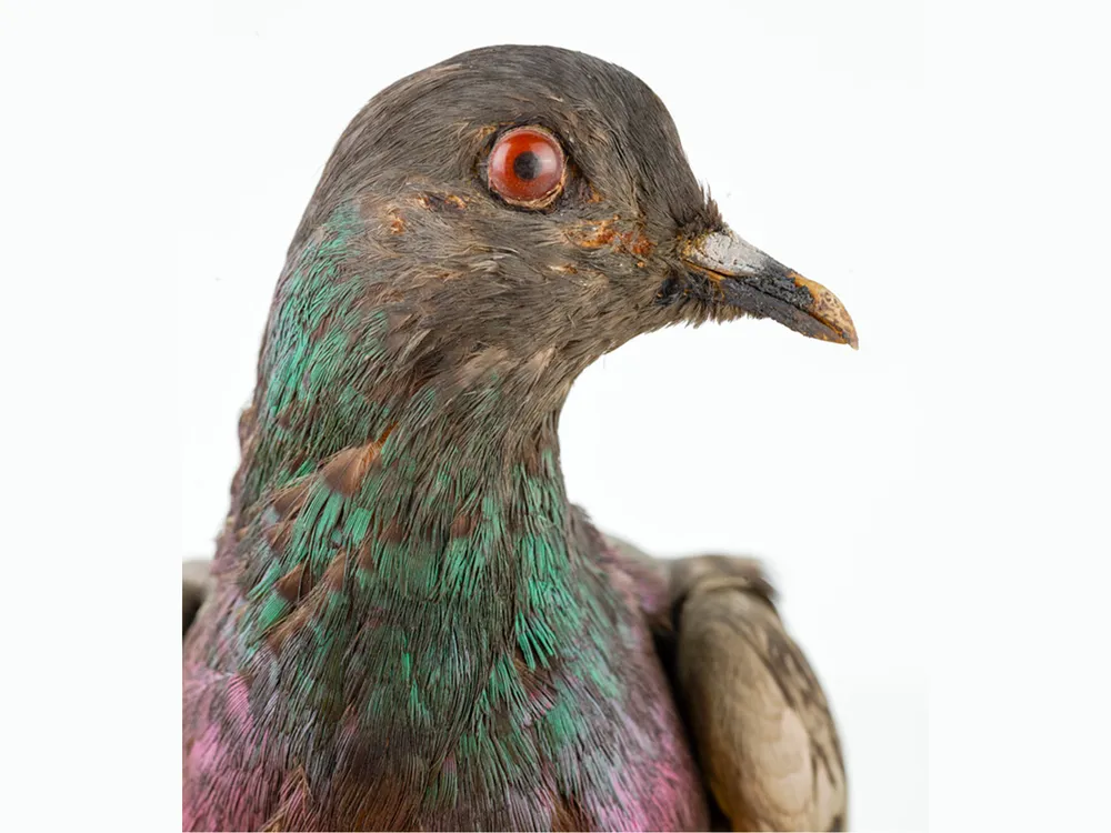 Cher Ami, April 1918–June 1919 (NMAH)