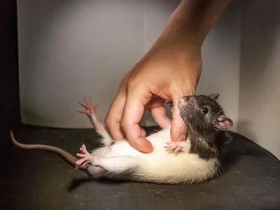 A tickled rat.