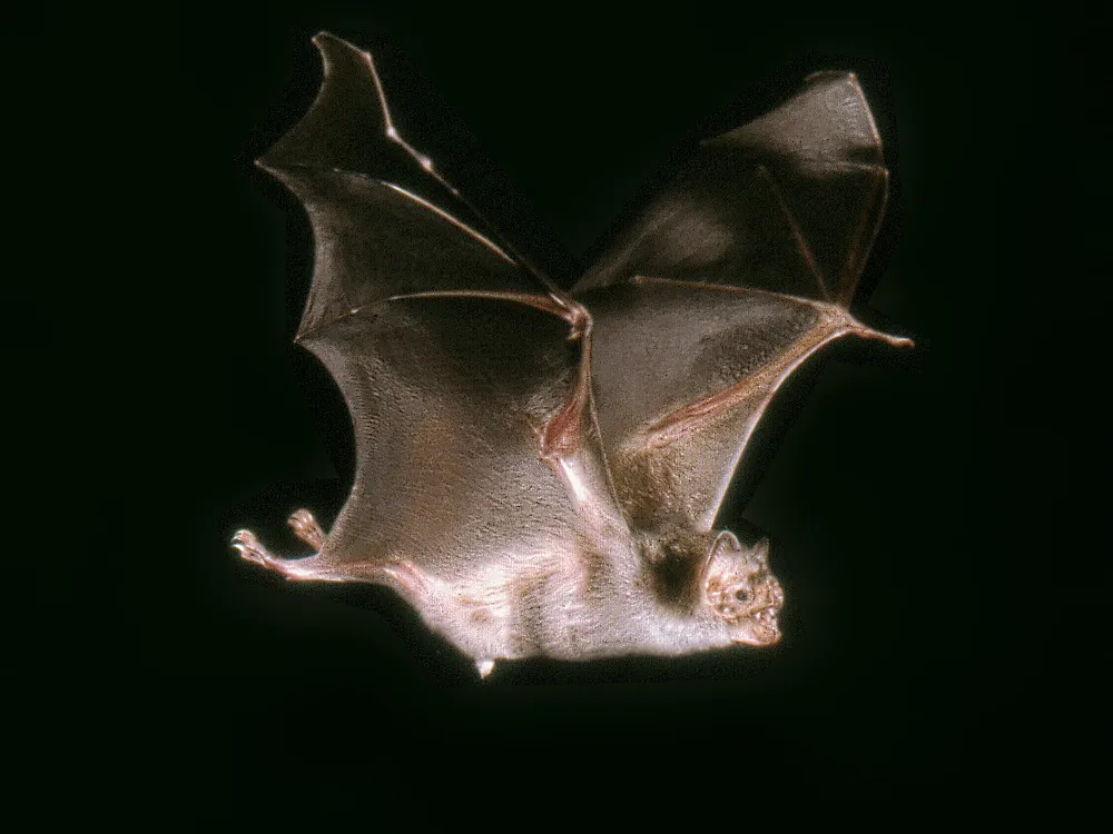 O imagine a unui liliac vampir zburând pe un fundal negru