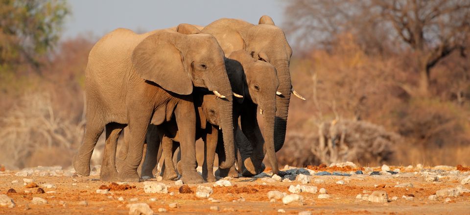  Elephants in Etosha National Park 