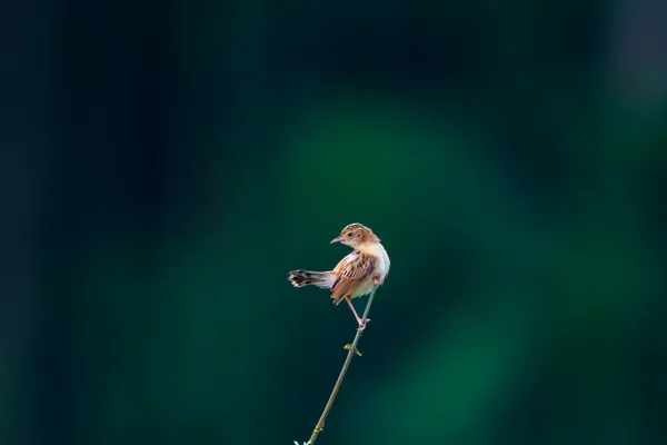 Zitting in style thumbnail