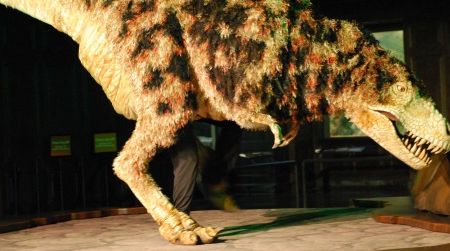 The juvenile tyrannosaur puppet at the Natural History Museum of Los Angeles County