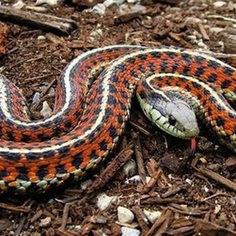 Brutal Snake Porn - Mating Snakes Engage in a Literal Battle of the Sexes | Science|  Smithsonian Magazine