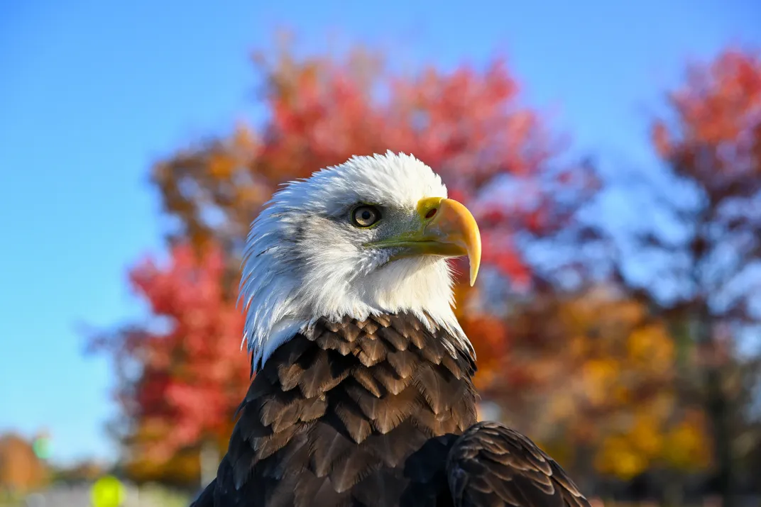 Bald Eagle