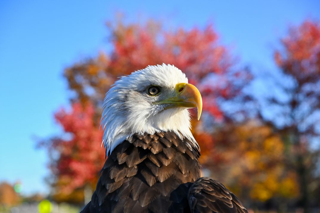 The Bald Eagle Just Became America s National Bird What Took So Long 