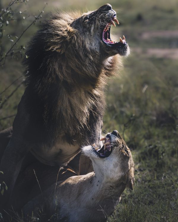 Lions Mating thumbnail