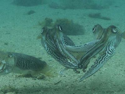 The female cuttlefish and her two angry suitors