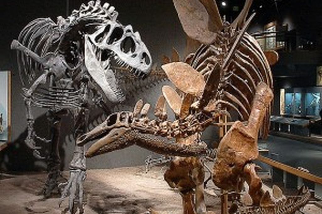 20110520083211631px-DMSN_dinosaurs-300x284.jpg