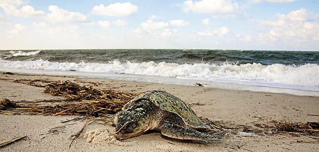 Sea turtles in Cape Cod