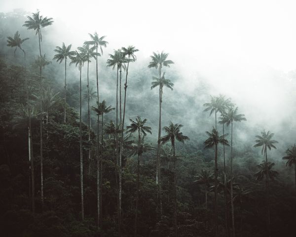 Giants of Valle de Cocora thumbnail