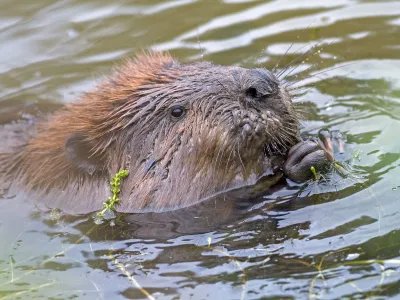 A beaver relaxes in water in Anchorage, Alaska. `