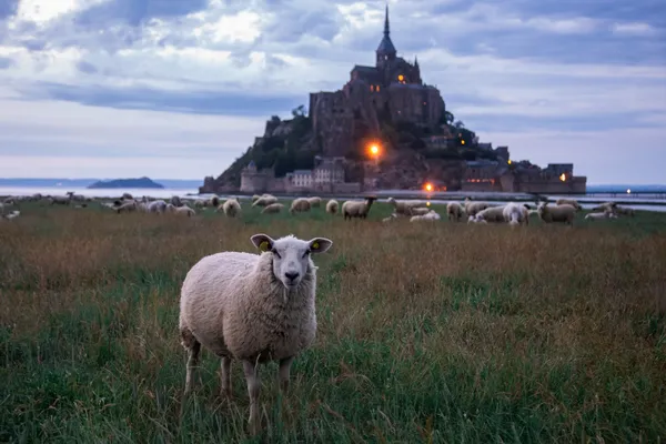 Sheep at Mont Saint-Michel thumbnail