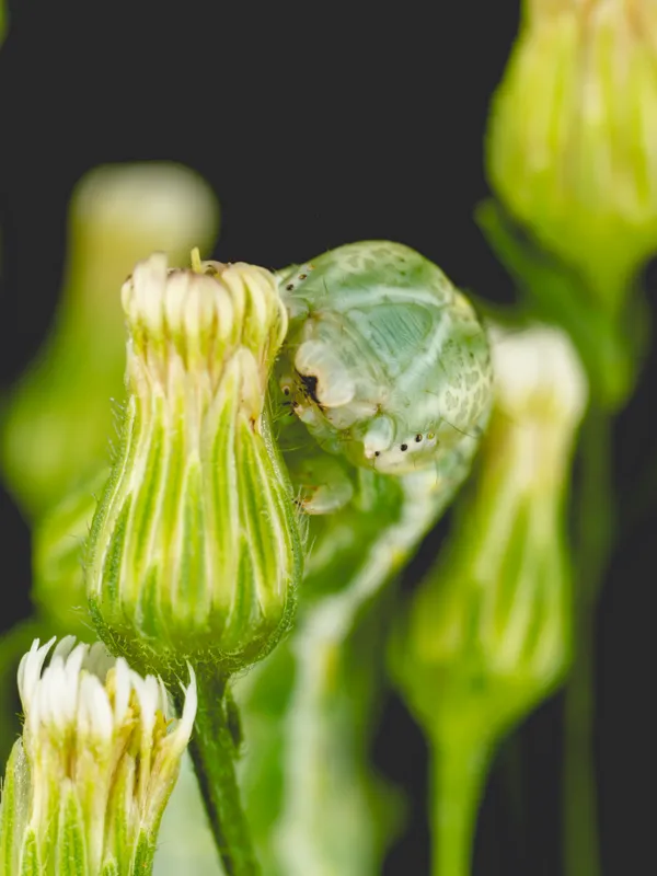 Hidden in Plain Sight thumbnail