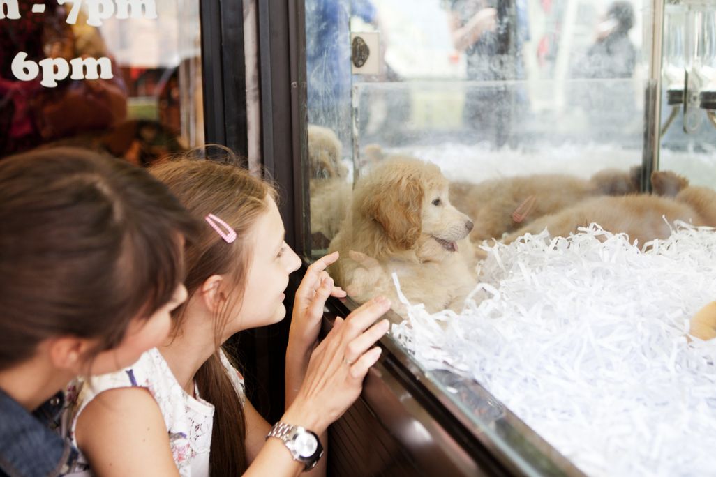 A girl and adult look at a puppy in a pet store window