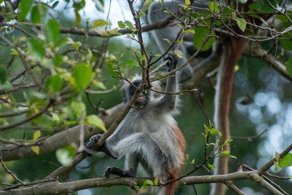 Two Zanzibar red colobus monkeys interacting in their backyard thumbnail