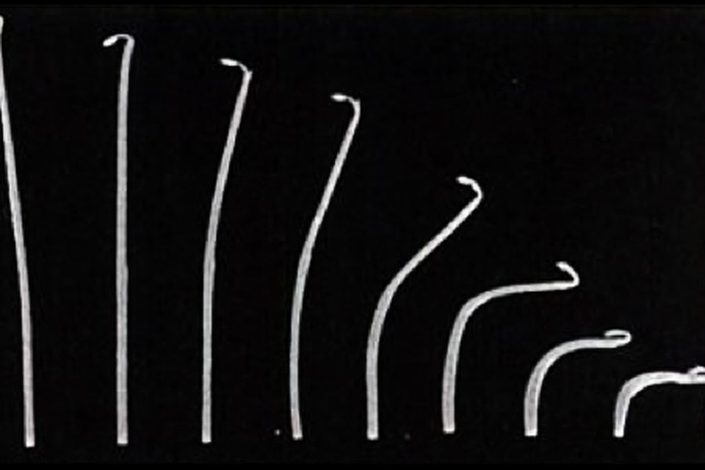 20120601115013pea.jpg