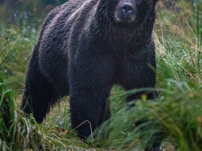 Approaching Grizzly | Smithsonian Photo Contest | Smithsonian Magazine