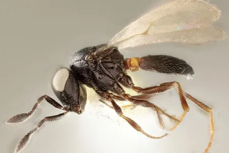 Female wasp of the newly described species Idris elba (holotype specimen).

