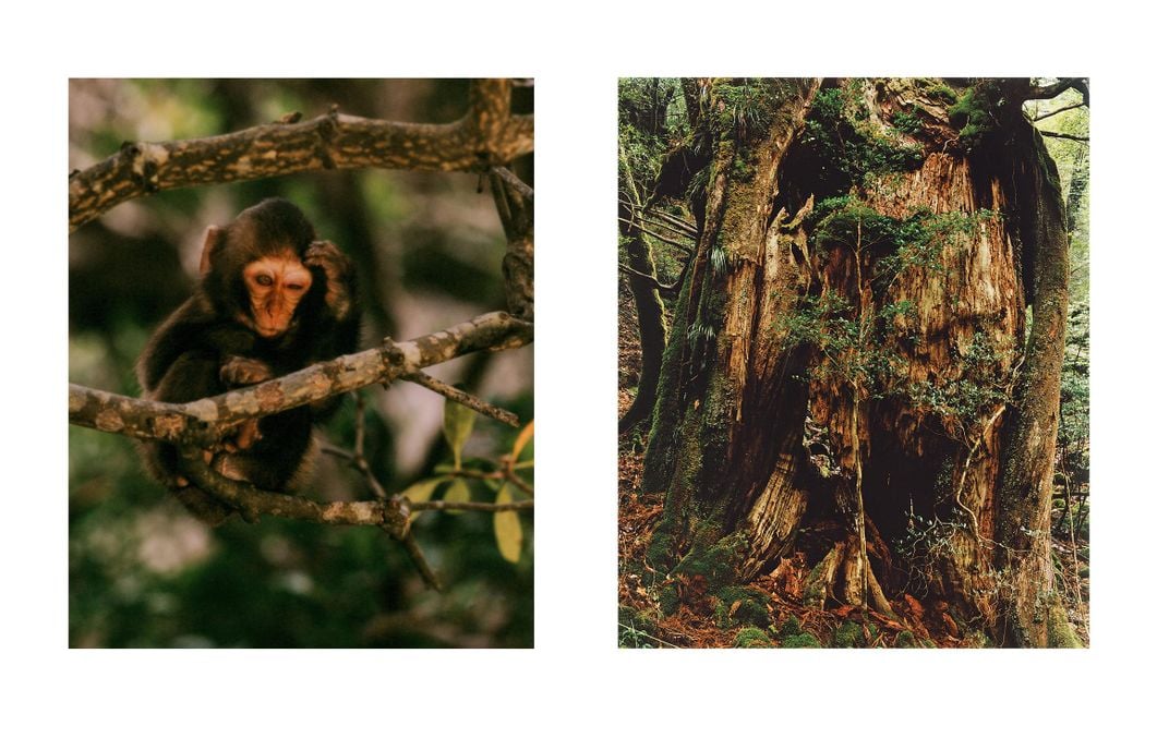 infant macaque, Japanese cedar