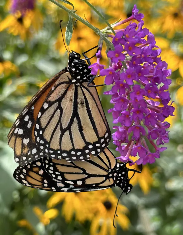 Monarchs Mating thumbnail