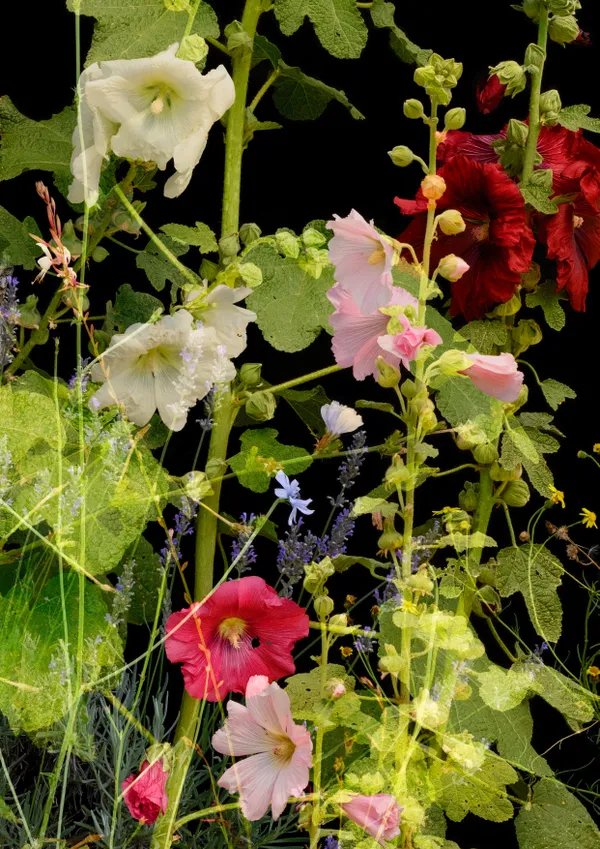 Study with Hollyhocks (Olargues / Caroux-Espinouse, July 2023) thumbnail