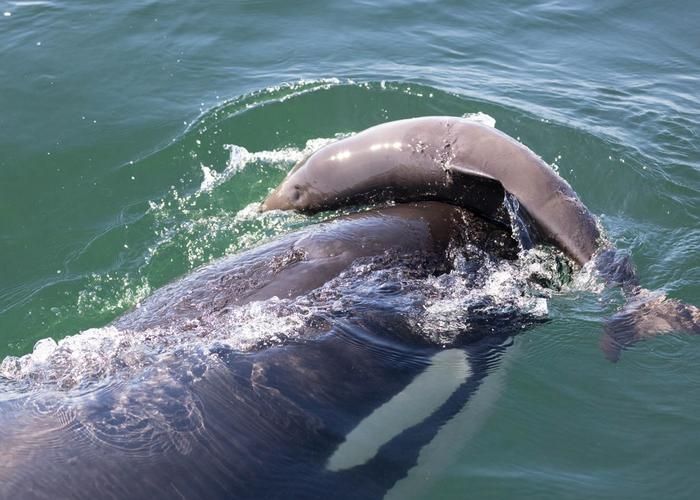 Orca and a porpoise