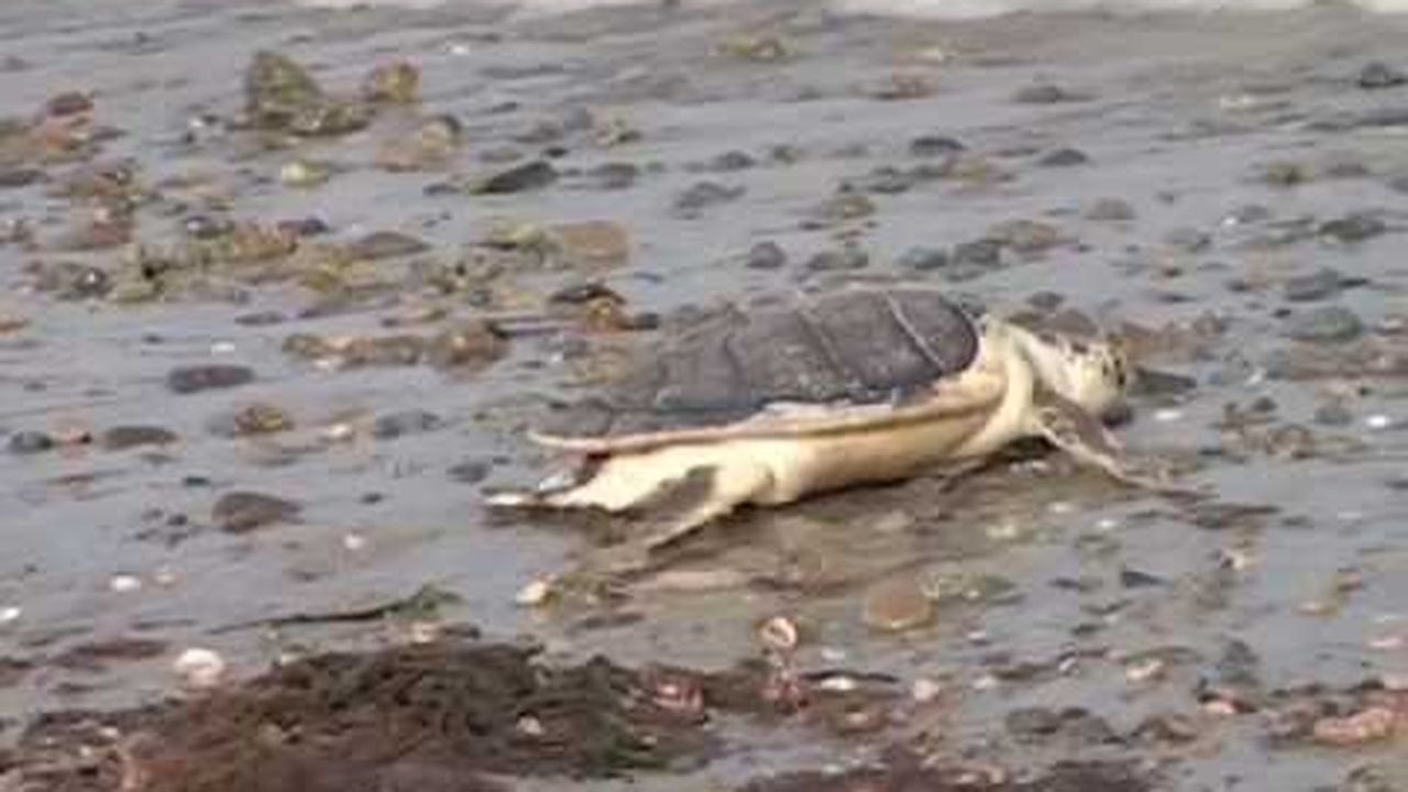 Preview thumbnail for The March of the Turtles