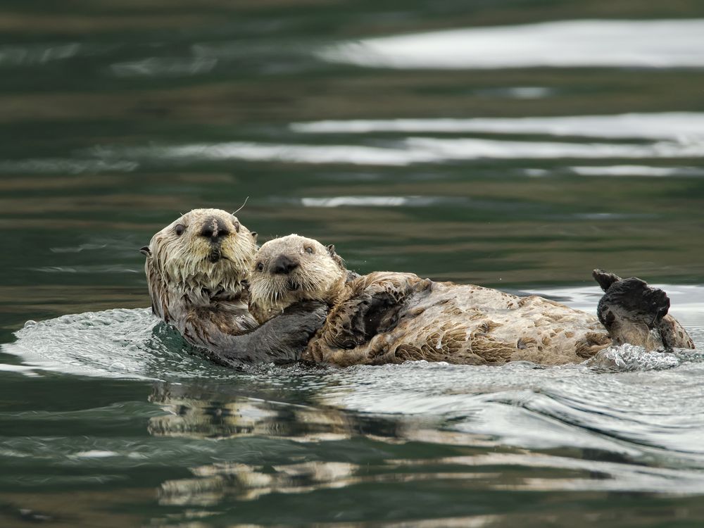 Two sea otters in the water