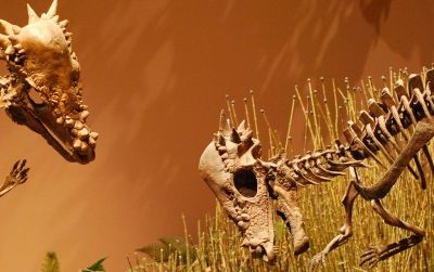 A pair of Pachycephalosaurus face off at the Museum of Ancient Life in Utah.
