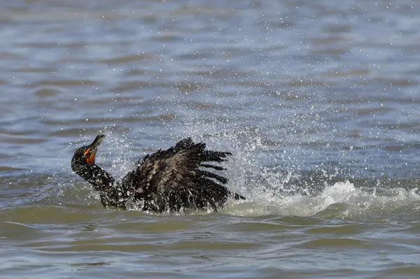 Cormorant bathing thumbnail