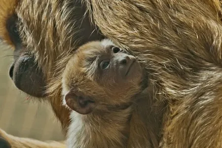 Howler monkey Chula cradles her new baby.