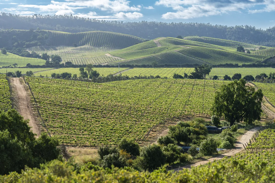 Vineyards in the Casablanca Region of Chile