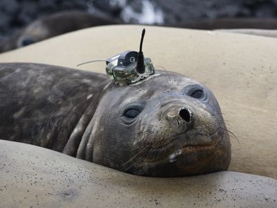 An elephant seal from the Kerguelen islands with a logger device attached to his head, just before his departure back to sea. 
