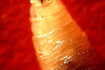 Screwworm Fly larva