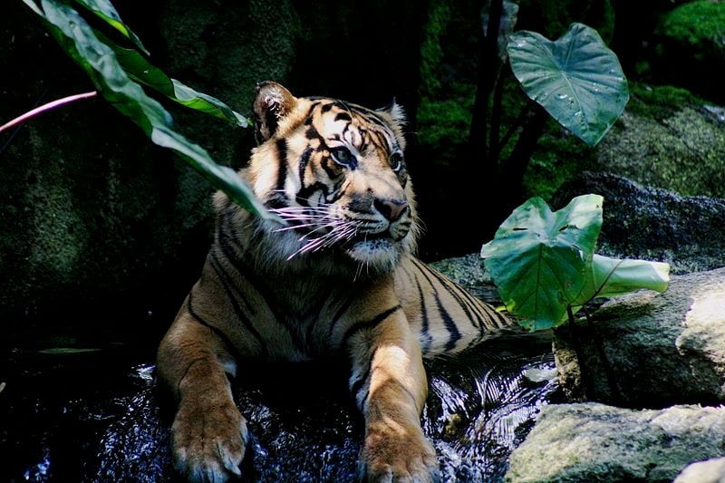 20130710093026Tiger_Melbourne.jpg