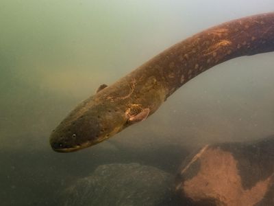 Electrophorus voltai, a newly discovered species of electric eel, pictured swimming in the Xingu River, a southern tributary of the Amazon.