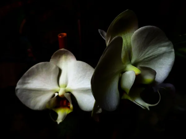 Orchid thumbnail
