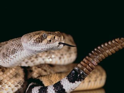 To Scientists' Surprise, Even Nonvenomous Snakes Can Strike at Ridiculous  Speeds, Science