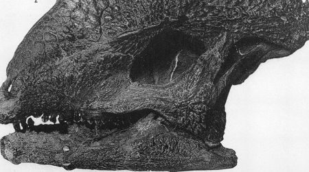 The skull of Stegoceras