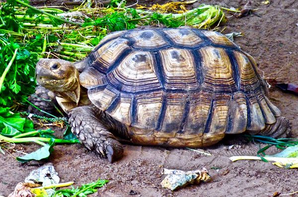 A Charming Turtle, Enchanted by a Fellow Tourist, Caught His Eye and Gave Him a Smile! thumbnail