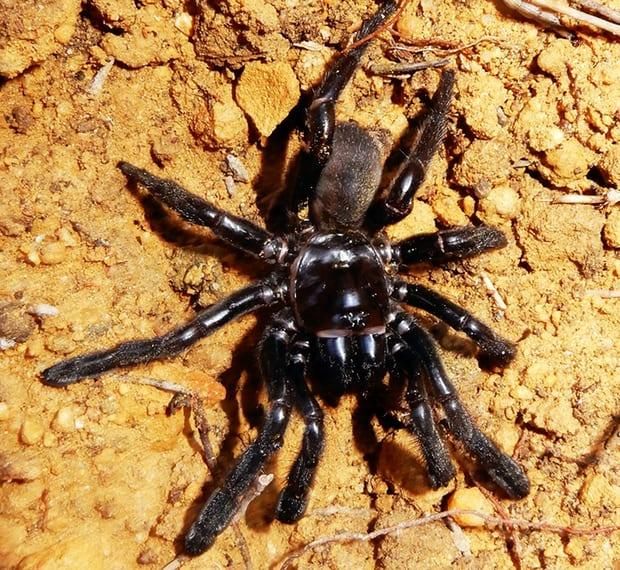 The World's Oldest Known Spider Has Died at Age 43 | Smart News|  Smithsonian Magazine