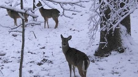 White-tailed deer making do in a harsh winter wonderland.