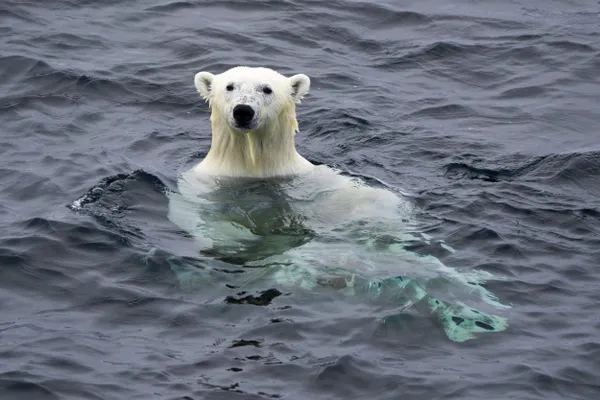 The swimming polar bear thumbnail