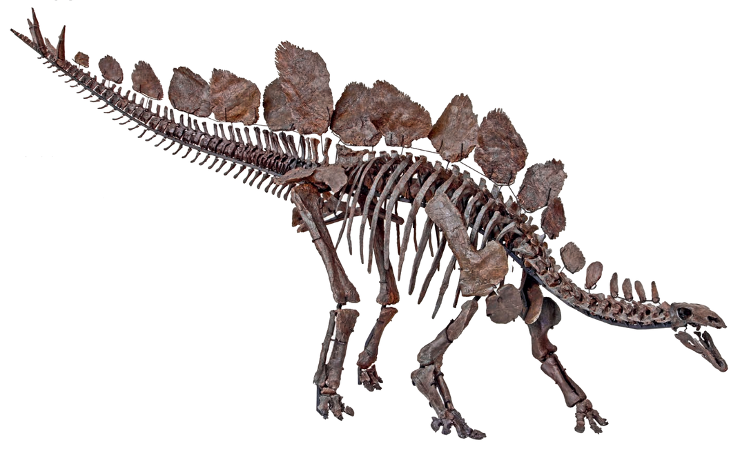 Stegosaurus