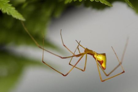 New research sheds light on the stick spider's evolutionary history in Hawaii.