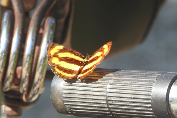 A Common Lascer At my cycle in Swargasera thumbnail