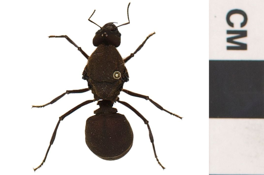 Preserved ant on white background next to a scale