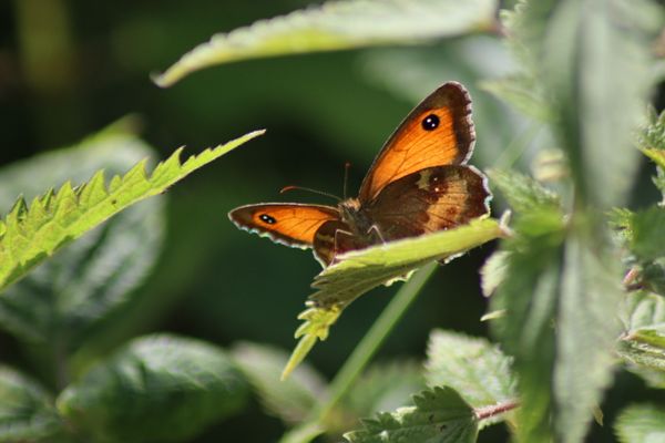 Shine bright like a butterfly thumbnail